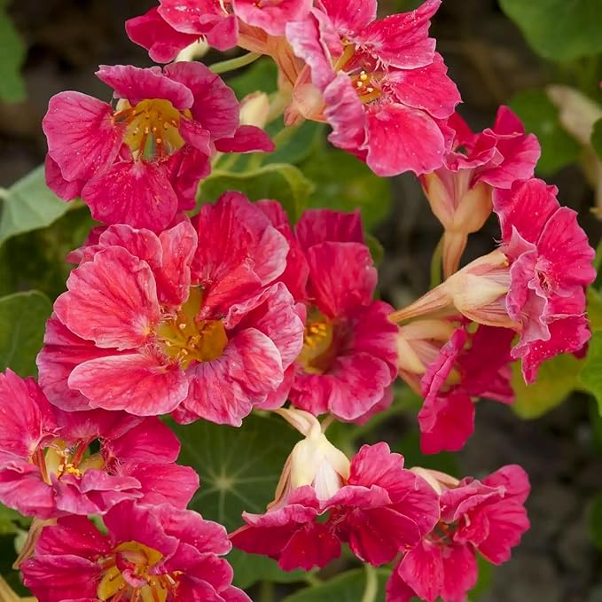 Nasturtium Seeds for Planting, 100+pcs Climbing Nasturtium Flower Seeds, Non-GMO Heirloom Rare Beauty Home Garden Blooms Flowers Plants for Outdoors Indoors