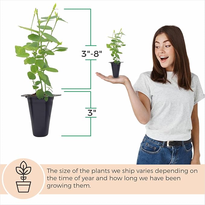 Blueberry Plant Biloxi (4 Pack) Live for Sale | Easy to Grow Plants | Edible Fruit Plant for Sustainable Living | Grow Your own Food on Your Edible Organic Garden| Live for Planting| No Seeds