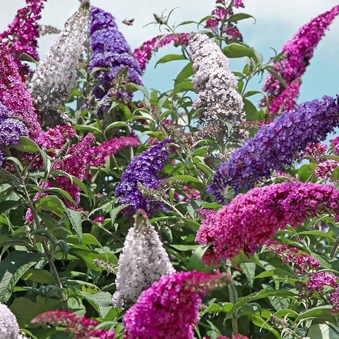 22Day Seeds: Seeds Butterfly Bush Mix/Buddleja Davidii/Perenial Flowers / 1000 Seeds per Pack