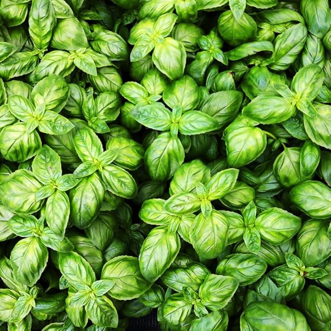 3 Sweet Basil Live Plants, Live Basil Herb Plant, Ready to Grow Indoor Outdoor 3-5 Inches, Well Rooted Herbs