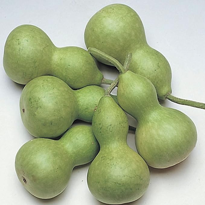 Gourd Seeds, Bottle - Miniature - 4 g Packet ~60 Seeds - Non-GMO, Heirloom - Vegetable Garden