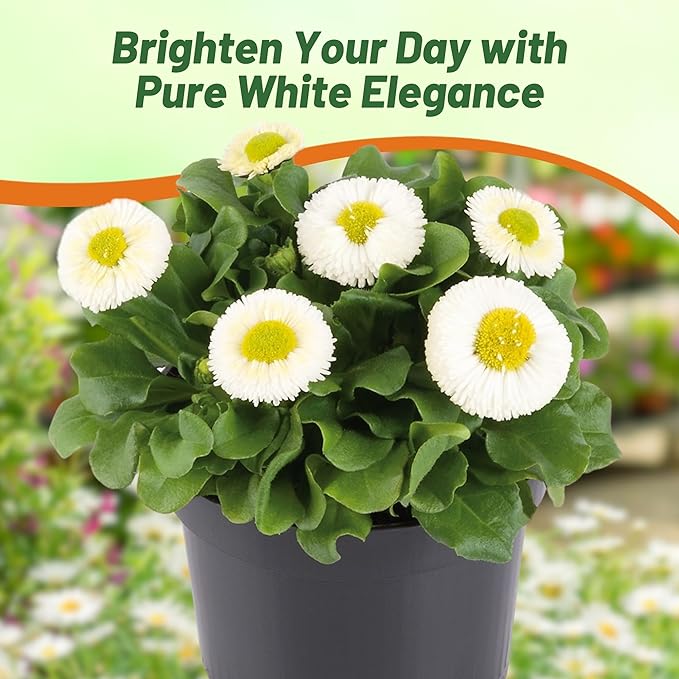 Outsidepride White Bellis English Daisy Seeds for Planting - 5000 Pcs Biennial, Self-Seeding, Compact Flower Seeds with Button-Like Blooms, Ideal for Container Arrangements, Beds & Garden Borders