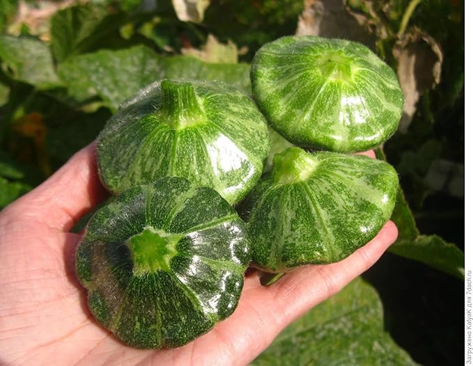 SeedsUP - 30+ Seeds Patty Pan Squash - Vegetable Green