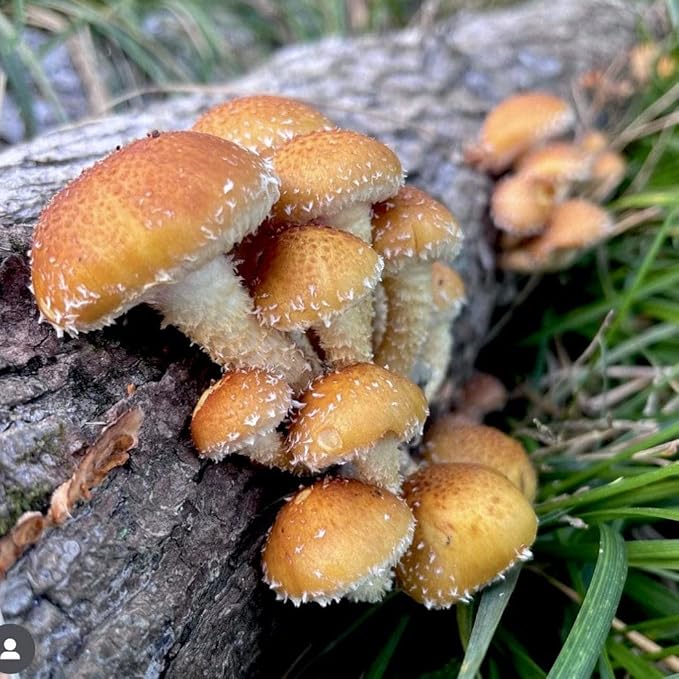 North Spore Organic Chestnut (100 ct) Mushroom Plugs for Logs | Premium Quality Mushroom Plug Spawn | Handmade in Maine, USA | Grow Gourmet Mushrooms Outdoors on Logs | Pholiota adiposa