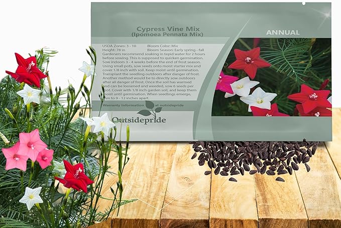 Outsidepride Mixed Cypress Vine Seeds - 100 Pcs Annual Flower Seeds with Nectar-Rich, Star-Shaped Flowers & Feathery, Fern-Like Leaves for Fences, Trellises, Pergolas & Vertical Gardens