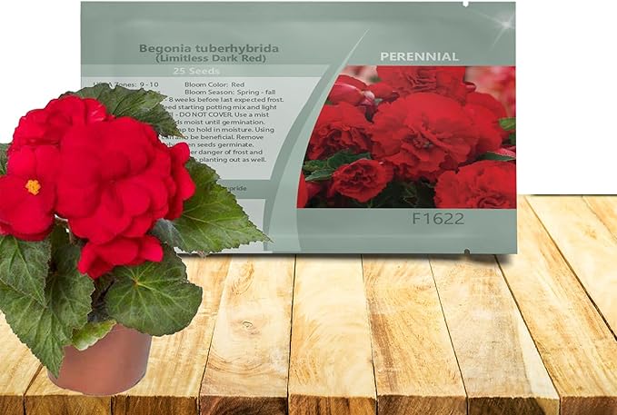 Outsidepride Dark Red Limitless Begonia Seeds for Planting - 50 Pcs Perennial Flower Seeds with Large Blooms, Arching & Pendulous Growth Habit, for Containers, Hanging Baskets, or Landscape Plantings