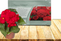 Outsidepride Dark Red Limitless Begonia Seeds for Planting - 25 Pcs Perennial Flower Seeds with Large Blooms, Arching & Pendulous Growth Habit, for Containers, Hanging Baskets, or Landscape Plantings