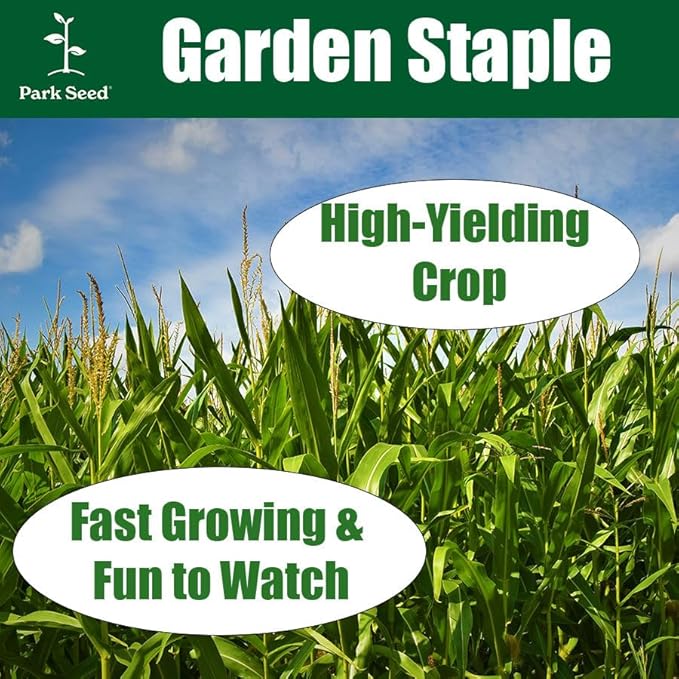 Park Seed Variety of Corn Seeds, Non-GMO Vegetable Seeds for Planting, Easy to Grow, Perfect for Harvesting, Honey Select Triplesweet Hybrid, Pack of 200