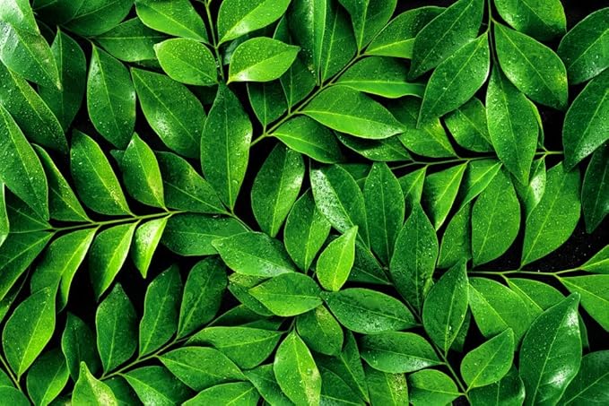 Tea Plant Seeds for Planting - 6 Seeds of Camellia Sinensis Herb Seeds - Made in USA, Ships from Iowa. Tea Tree