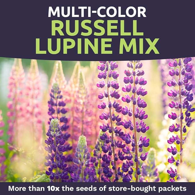 Russell Lupine Seeds – Extra Large Packet – Over 1,300 Open Pollinated Non-GMO Perennial Wildflower Seeds – Lupinus polyphyllus