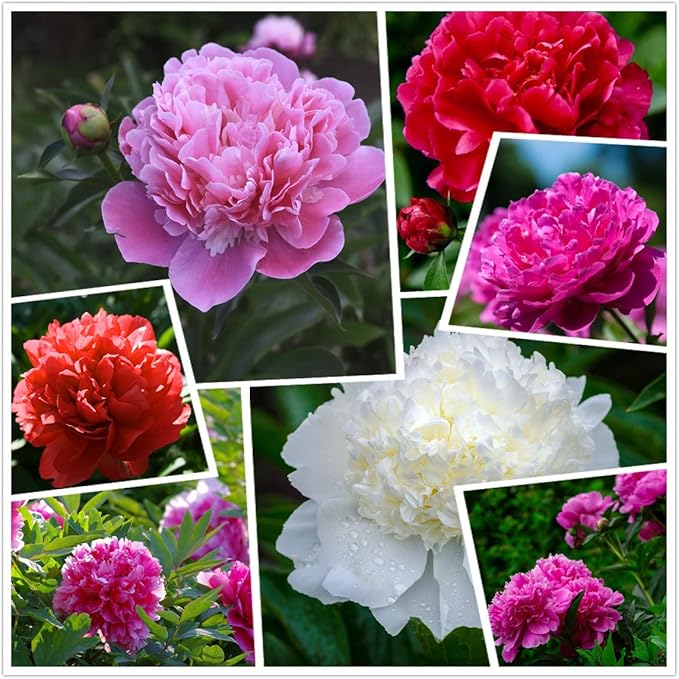 Peony Seeds, 50+ Cotton Candy Peony Mix Seed for Planting, Flower Seeds for Planting