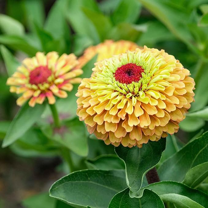 Eden Brothers Zinnia Seeds - Queen Lime Orange, Non-GMO Seeds for Planting, Packet | Low-Maintenance Flower Seeds, Plant During Spring, Zones 2, 3, 4, 5, 6, 7, 8, 9, 10