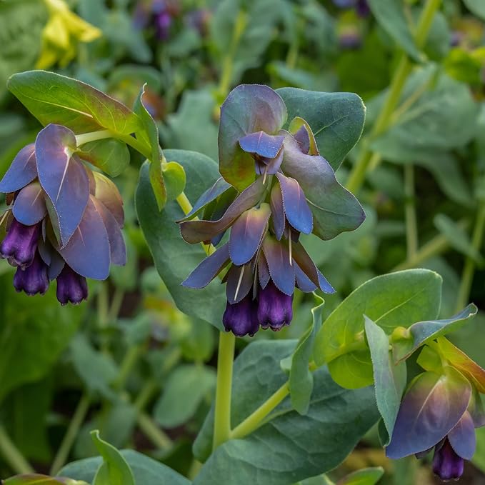 Outsidepride Cerinthe Major Honeywort Seeds - 50 Pcs. Annual, Self-Sowing & Easy to Grow, Flower Seeds for Planting, Vibrant Purple-Blue Tube-Like Blooms for Garden Beds, Borders & Container Displays