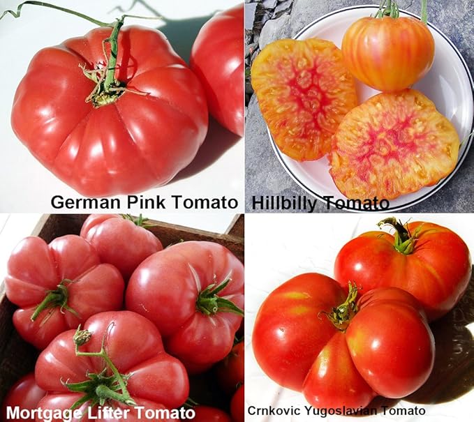 Mixed Seeds 30 Giant Tomato Seeds, Mix of 19 Varieties, Heirloom Non-GMO, Brandywine Black, Red, Yellow and Pink, Mr. Stripey, Old German, Black Krim, from USA Solanum lycoperscium