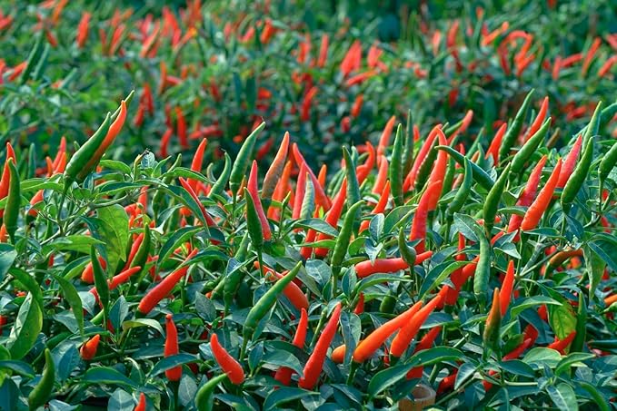 40+ Seeds Hot Ornamental Chili Pepper Mix - Vegetable Multicolor
