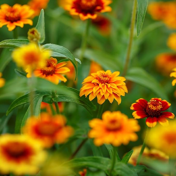 Eden Brothers Mexican Zinnia Seeds - Persian Carpet, Non-GMO Seeds for Planting, 1 oz | Low-Maintenance Flower Seeds, Plant During Spring, Zones 3, 4, 5, 6, 7, 8, 9, 10