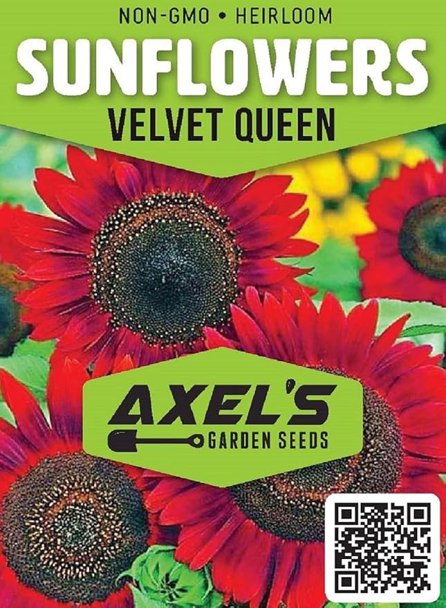RattleFree Velvet Queen Sunflower Seeds for Planting | Heirloom | Non-GMO | 50 Sunflower Seeds per Planting Packet | Fresh Garden Seeds
