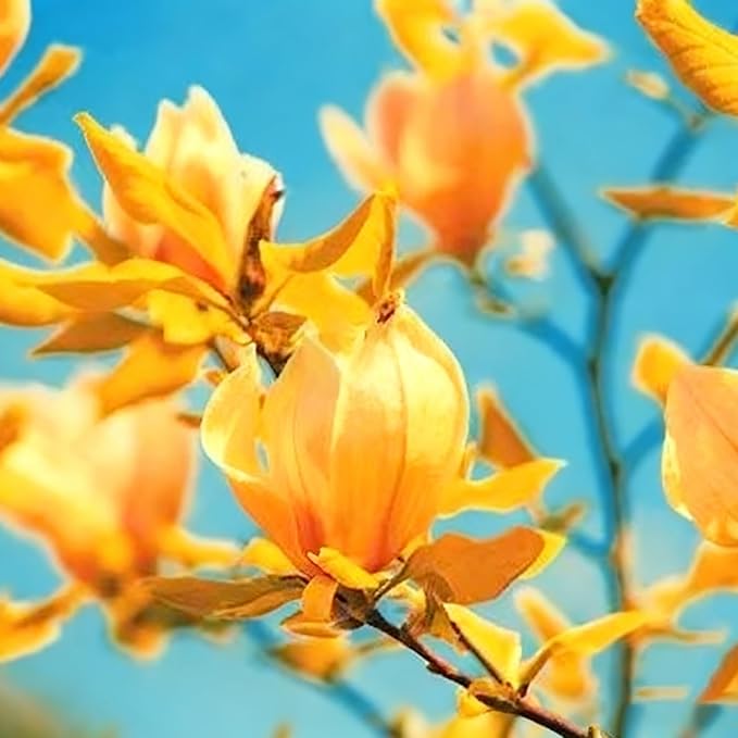 10 Magnolia Flower Seeds for Planting, Mixed Color Perennial Yulania Flower Seed, Non-GMO Heirloom Magnolia Flower Seeds for Home Garden Outdoor