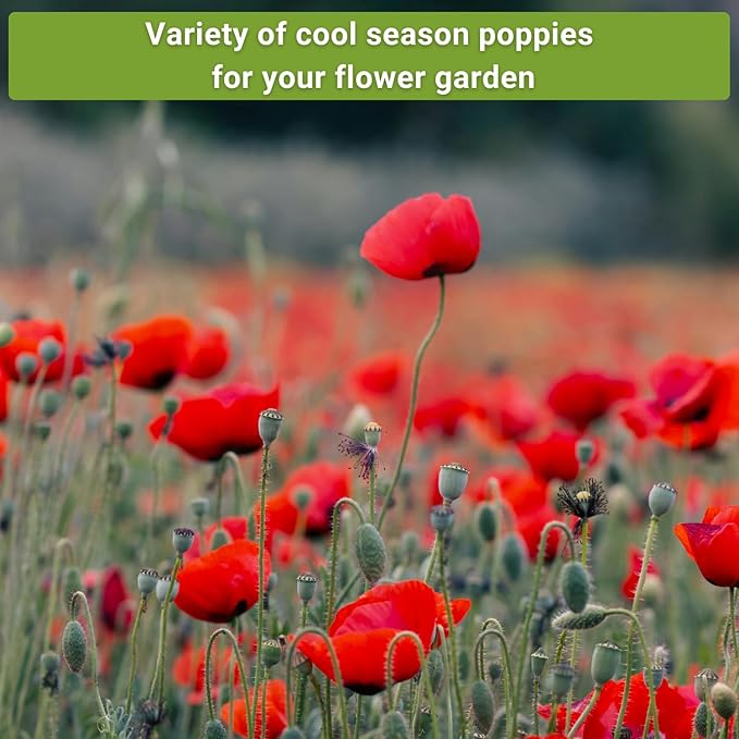 Sow Right Seeds - Poppy Flower Seeds Collection for Planting - Corn, Oriental, American Legion - Non-GMO Heirloom Varieties to Plant & Grow a Beautiful Garden - Perfect for Wildflower Cottage Garden
