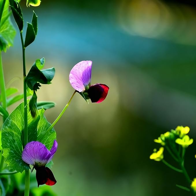 Butterfly Pea Flower Seeds for Planting, 35 Mixed Clitoria Seeds, Non-GMO Heirloom Vinestriking Clitoria Seed for Ornamental Garden Potted Bonsai