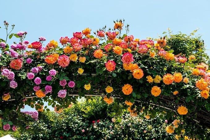 200+ Climbing Rose Seeds for Planting Outdoors - Vibrant Vine Flower, Long-Blooming Ornamental Garden Blooms (Pink)
