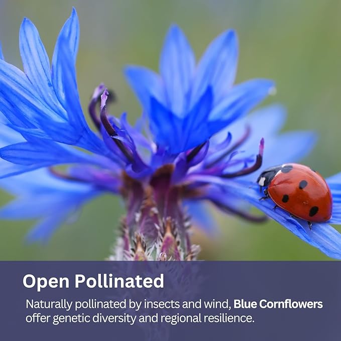 SunHaven Seeds Bachelor Button Seeds – Blue Cornflower – 5,500+ Seeds – 1 oz Bulk Extra Large Resealable Packet – Open-Pollinated Centaurea cyanus Wildflower Seeds
