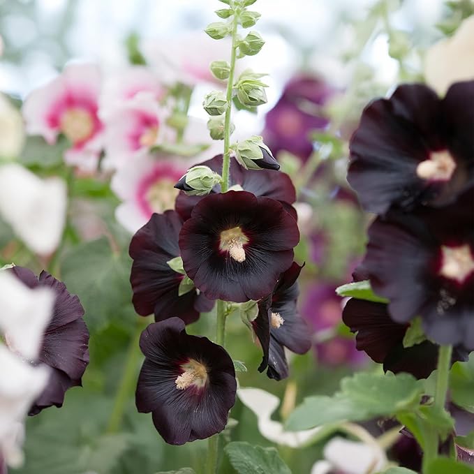 Park Seed Jet Black Hollyhock Flower Seeds – Striking Dark Blooms, Pollinator-Friendly, Edible Petals, Tall Garden Border Plant, Easy to Grow, Hardy Annual or Perennial, Pack of 50