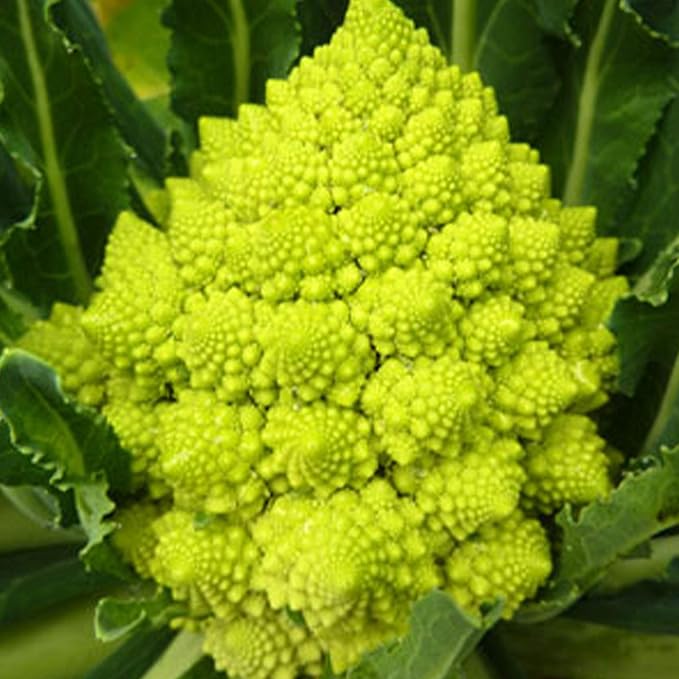 Organic Romanesco Broccoli Seed - 1 OZ ~9,000 Seeds - Non-GMO, Open Pollinated, Heirloom, Vegetable Gardening Seeds