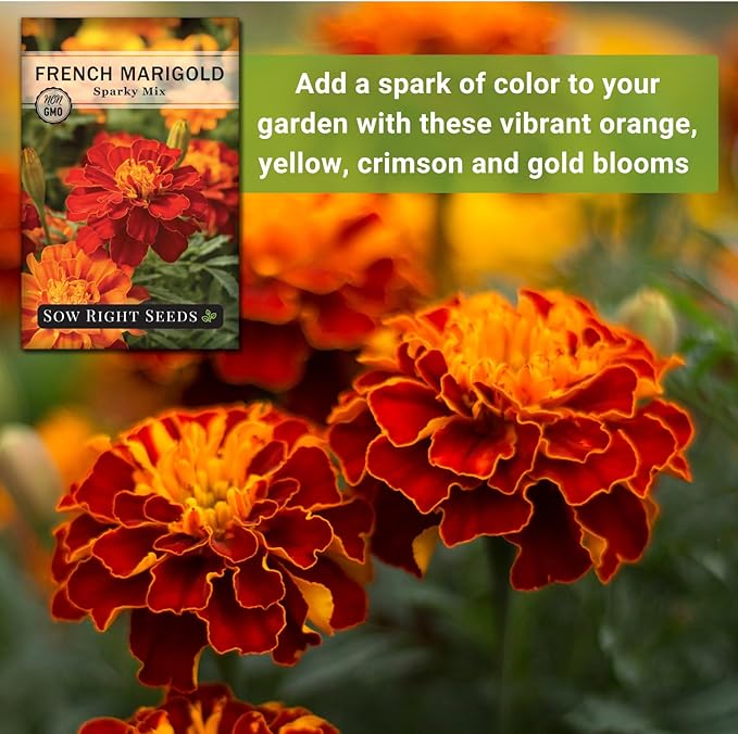 Sow Right Seeds - Sparky Marigold Seeds to Plant - Non-GMO Heirloom Seed Packet with Instructions - Medium Sized French Mix - Attract Bees and Butterflies, Deter Mosquitoes - Companion Plant (1)