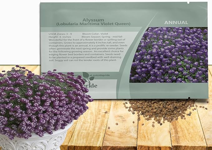 Outsidepride Violet Queen Alyssum Seeds - 10000 Pcs Annual, Drought-Tolerant & Pollinator-Friendly Ground Cover Seeds w/Fragrant Purple Blooms for Low-Growing Xeriscaping & Outdoor Planting