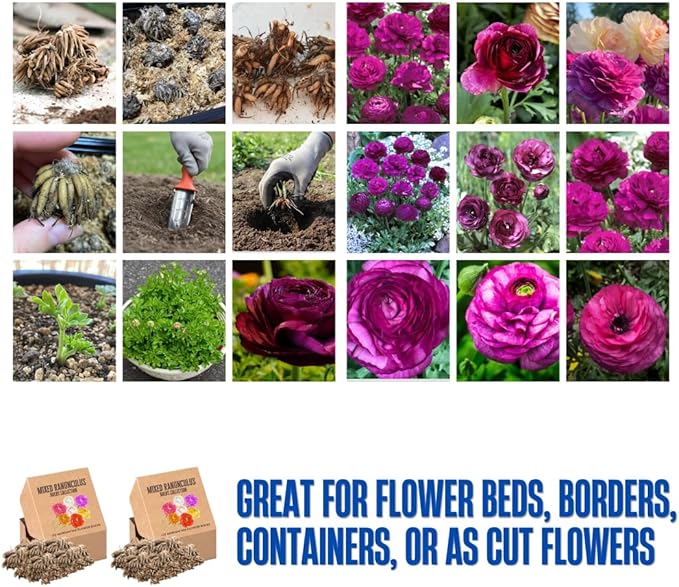 Set 50 Ranunculus Bulbs for Planting, Purple Ranunculus Corms Bulk, Butterfly Ranunculus Flowers Bulbs Spring Fall, Peony Buttercup Ranunculus