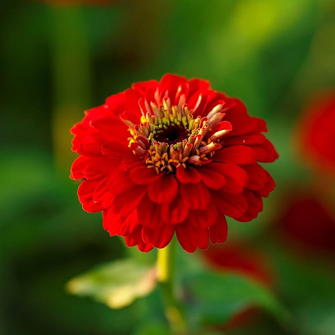 Eden Brothers Zinnia Seeds - Scarlet Flame, Non-GMO Seeds for Planting, Packet | Low-Maintenance Flower Seeds, Plant During Spring, Zones 3, 4, 5, 6, 7, 8, 9, 10