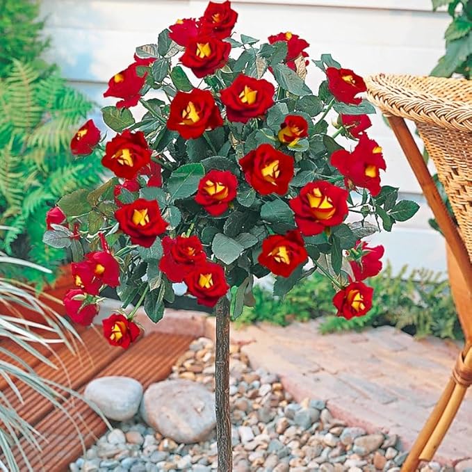 285+ Perennial Rose Tree Flower Seeds for Planting-Potted Sapling Seeds for Indoor and Outdoor Planting