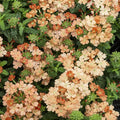 Outsidepride Apricot Verbena Seeds for Planting - 1000 Pcs. Annual, Drought Tolerant & Easy to Grow, Ground Cover with Fragrant & Vibrant Blooms for Window Boxes, Borders & Pollinator Gardens