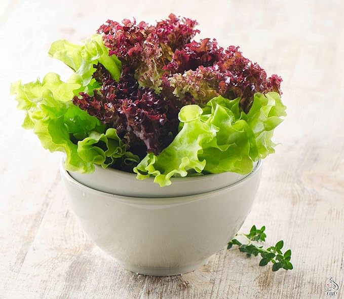 Seeds Lettuce Indoor Mix - 20 Days for Salad - Heirloom Vegetable - GMO Free