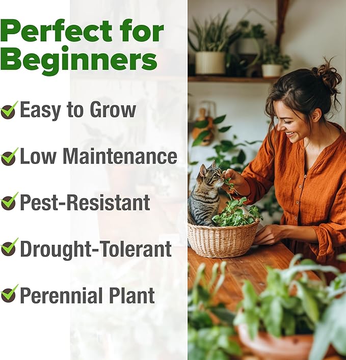 HOME GROWN Non GMO Catnip Seeds (Bulk Pack) Heirloom Herb 2,116 Seeds - Indoor or Outdoor Seed - High-Germination Cat Nip - Cat Safe Plants (Nepeta cataria)