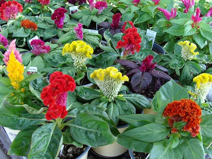22Day Seeds: Seeds Cockscomb Mix/Celosia cristata/Includes Variety Crested West Indian Toreador/Annual Flowers