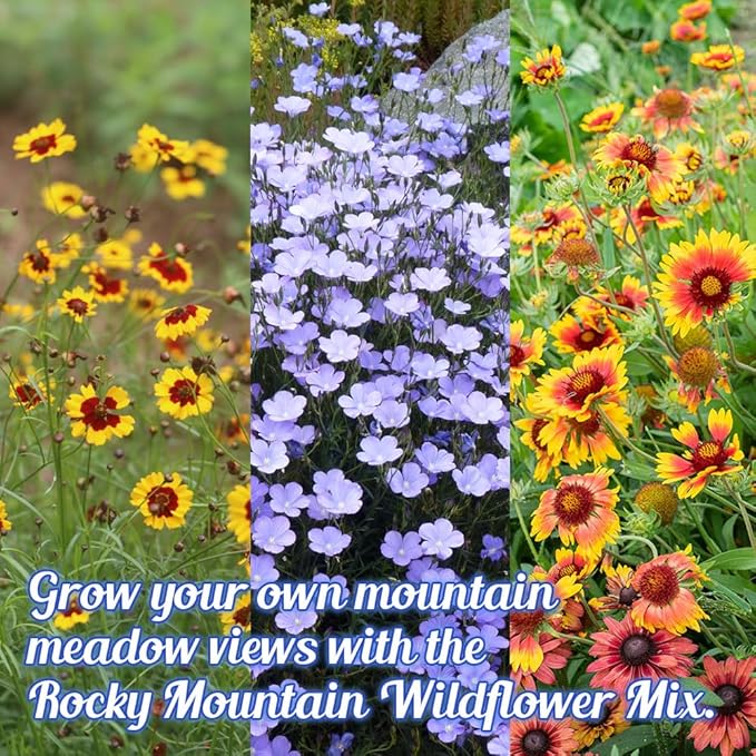Rocky Mountain Wildflower Seed Mix 1oz - Premium Wildflower Seed Mix for Mountain Elevations 1oz