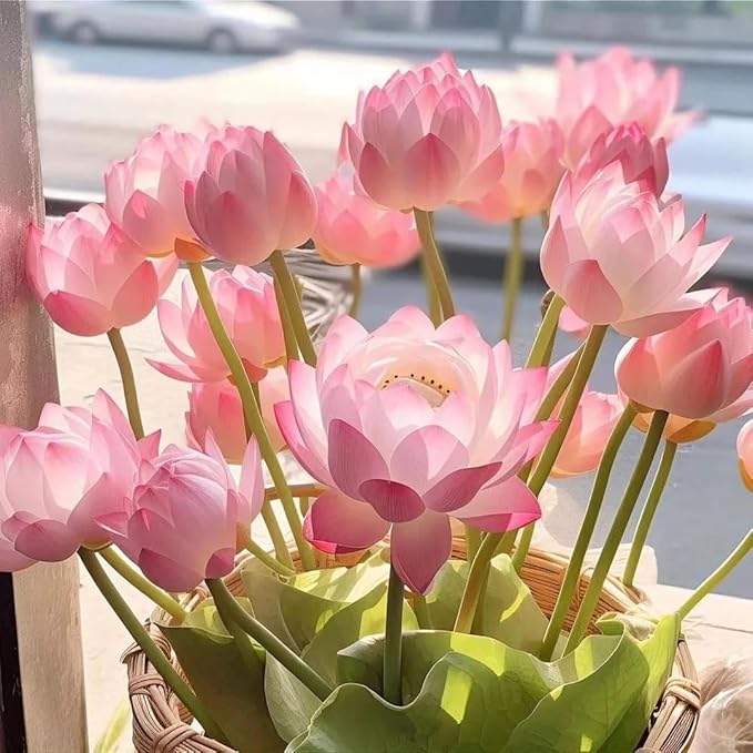 Mixed Bowl Lotus Seeds for Planting, 35 Water Lily Flower Plant Seed, Non-GMO Bowl Lotus Fresh Garden Seeds for Home Indoor Outdoor and Garden
