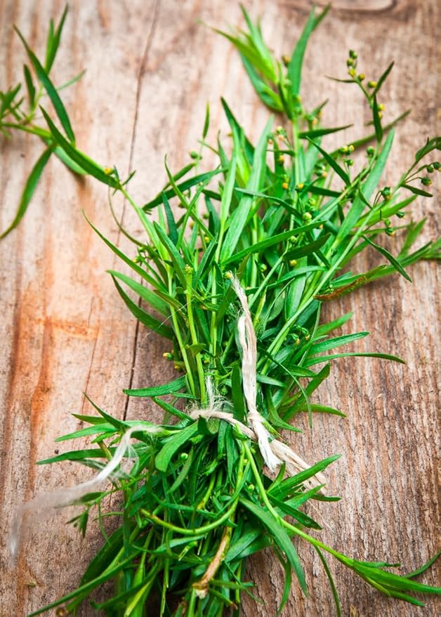 KIRA SEEDS - Seeds French Tarragon Medicinal - Estragon - Heirloom Herbs - GMO Free