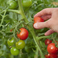 Seeds In A Cup - Plant Growing Kit-: Vegetable and Herb Growing Kit (Tomatos)