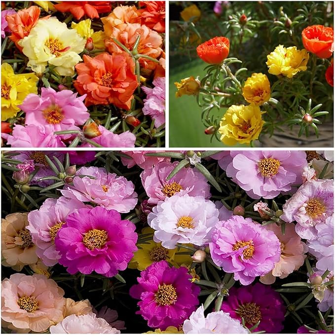 11000+ Portulaca Grandiflora Moss Rose Seeds Mixed Color Spreading for Planting Mexican Sun Rose Rock ROS Heat & Drought Tolerant Ground Cover Plant