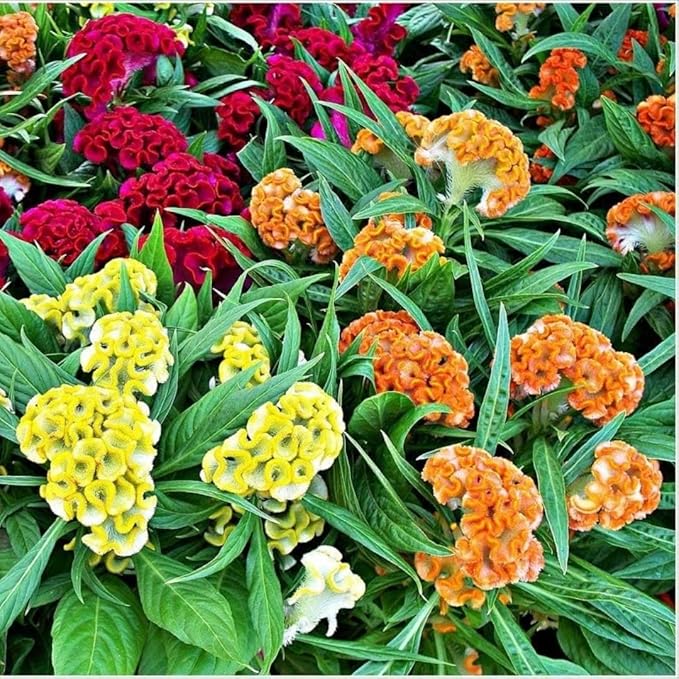 100pcs Celosia Plumosa Flower Seeds for Planting Non-GMO Plumed Flame Cockscomb, Bright Vibrant Colors, Ornamental Blooms for Garden, Pots & Borders
