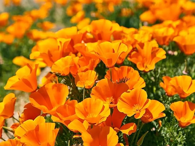 5000+ California Poppy Seeds - Native California State Flower, Non-GMO Open Pollinated | Drought Tolerant, Pollinator-Friendly Wildflower Seeds for Outdoor Planting