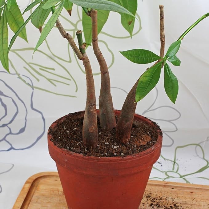Organic Money Tree Soil Mix 2qt, Indoor Plants Potting Mix for All Potted Money Tree, Grow Healthy houseplants Indoors