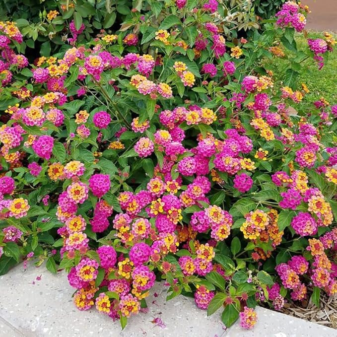 200+Perennial Mix Lantana Flowers Seeds for Planting Outdoors Home Garden