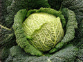 Seeds Savoy Cabbage Vertus Beautiful Heirloom Vegetable for Planting Non GMO