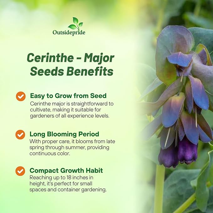 Outsidepride Cerinthe Major Honeywort Seeds - 100 Pcs. Annual, Self-Sowing & Easy to Grow, Flower Seeds for Planting, Vibrant Purple-Blue Tube-Like Blooms for Garden Beds, Borders & Container Displays