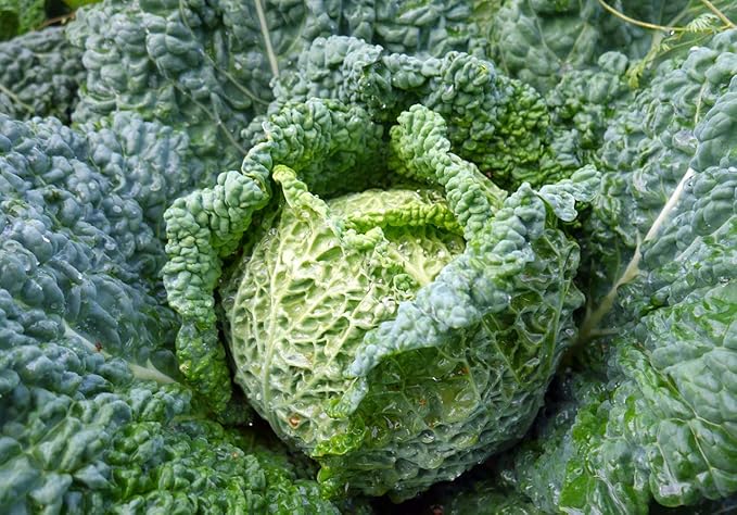 Seeds Savoy Cabbage Vertus Beautiful Heirloom Vegetable for Planting Non GMO