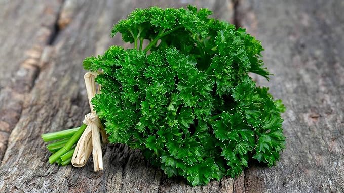 NIKA SEEDS - Seeds Herb Curly-Leaf Parsley Paramount Green - 2000 Seeds